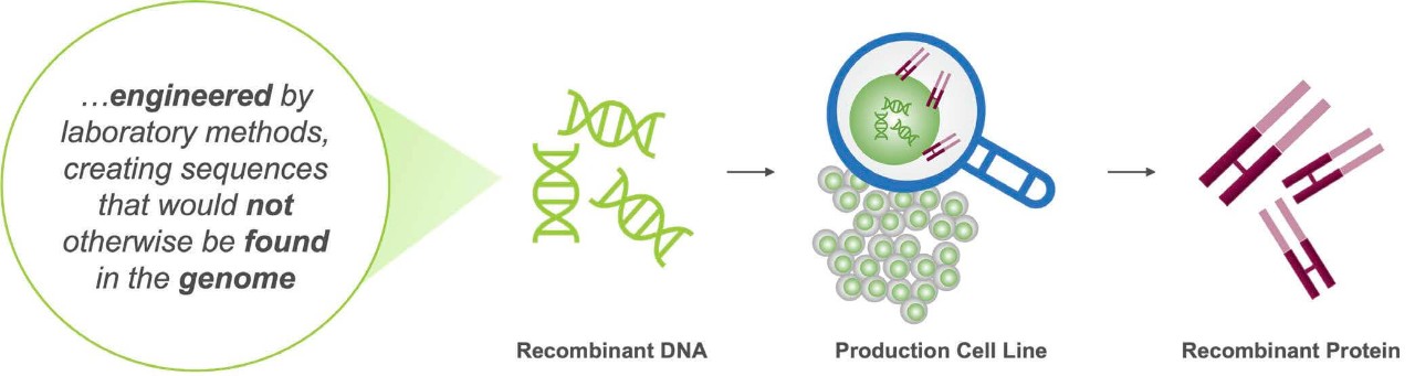 DNA, deoxyribonucleic acid