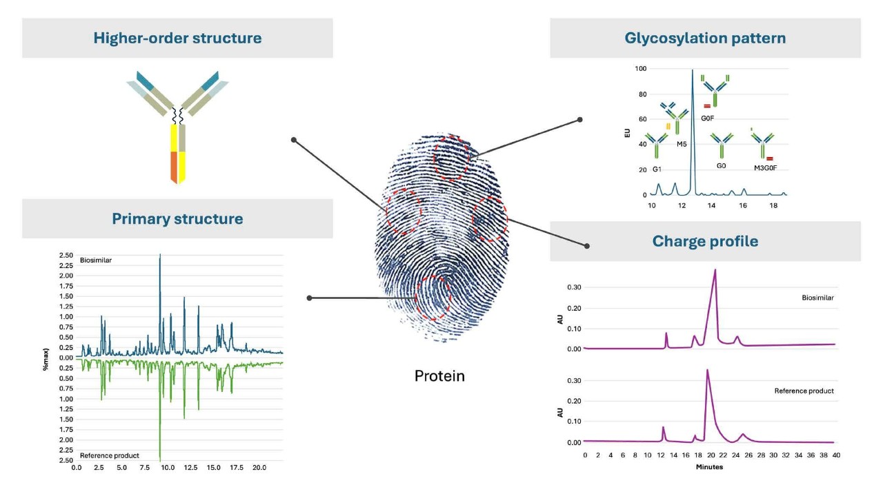 Protein graphs